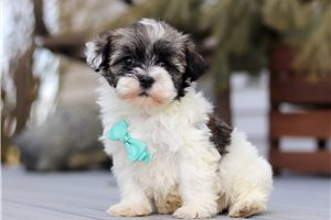 Sedric - puppy for sale