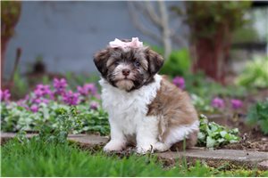 Honey - puppy for sale