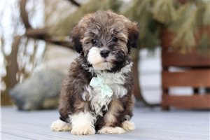 Tempo - puppy for sale