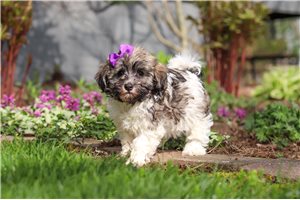 Susie - puppy for sale