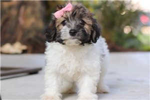 Amber - Havanese for sale