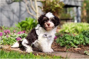 Brady - Havanese for sale