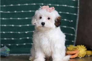 Peggy - puppy for sale