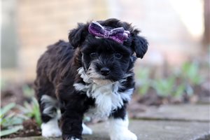 Lacy - puppy for sale