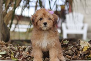 Cherry - puppy for sale