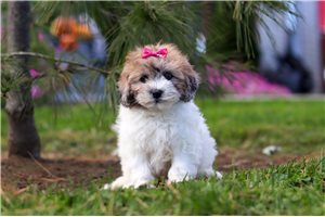 Zella - puppy for sale