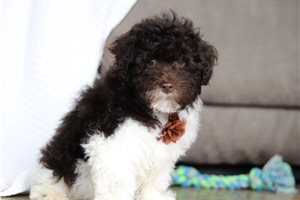 Ozzy - Havapoo for sale