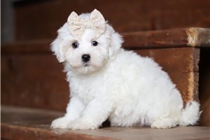 Joy - puppy for sale