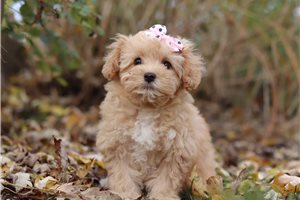 Corina - puppy for sale