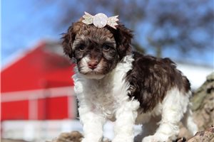 Starla - puppy for sale