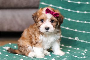 Prim - puppy for sale