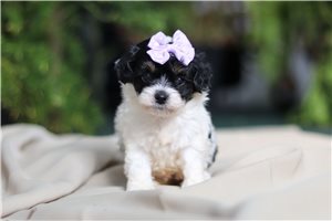 Renae - Havapoo for sale