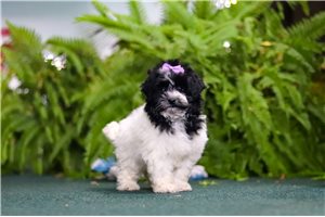 Macy - puppy for sale