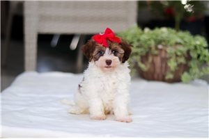 Allie - Havapoo for sale