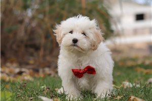 Carson - puppy for sale