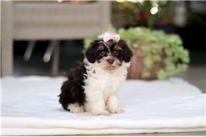 Nelly - Havapoo for sale