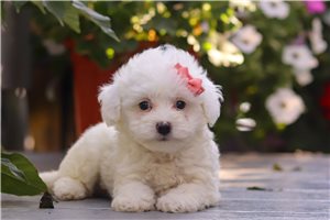 Clementine - puppy for sale