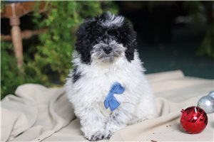 Jude - Havapoo for sale