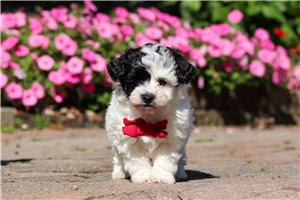 Damian - puppy for sale