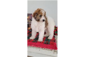 JoJo - Poodle, Miniature for sale