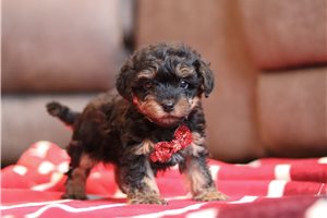 Ranger - puppy for sale