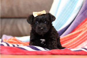 Sunny - puppy for sale