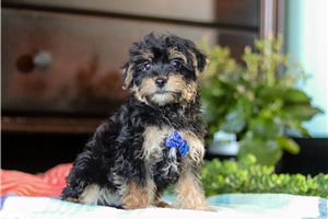 Splash - puppy for sale