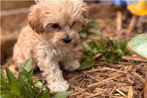 Duke - Malti Poo - Maltipoo for sale
