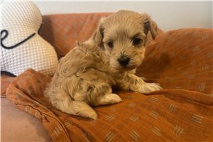Duke - Malti Poo - Maltipoo for sale