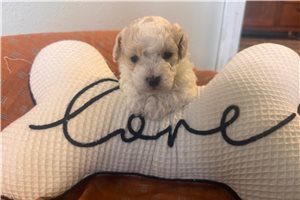 Thomas - Malti Poo - Maltipoo for sale