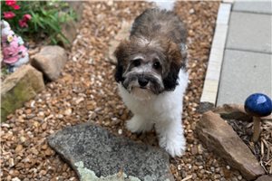 Baxter - Malti Poo - Maltipoo for sale
