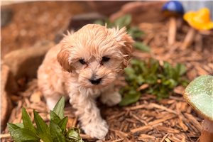 Duke - Malti Poo - Maltipoo for sale