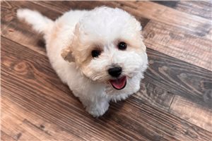 Thomas - Malti Poo - Maltipoo for sale