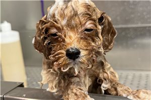 Willow - Toy Poodle for sale