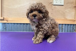 Willow - Poodle, Toy for sale