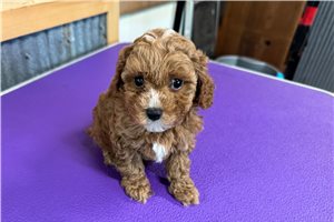 Elanor - Poodle, Toy for sale