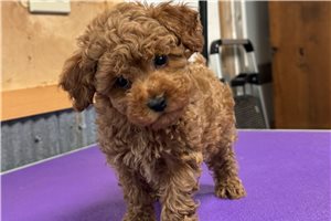 Rose - Toy Poodle for sale
