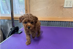 Rose - Poodle, Toy for sale