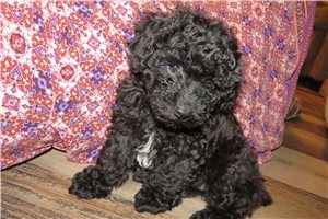 Maddie - Poodle, Toy for sale