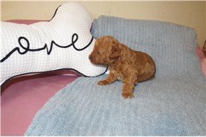Oren - puppy for sale