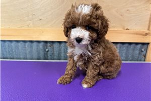 Millie - Poodle, Toy for sale