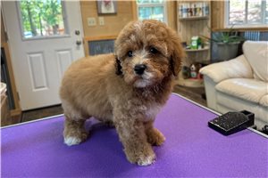 Elanor - Toy Poodle for sale