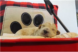 Orion - Poodle, Toy for sale
