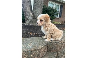 Sugar - Malti Poo - Maltipoo for sale