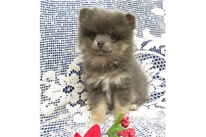 Kadin - Pomeranian for sale
