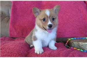 Scruffy - Corgi, Pembroke Welsh for sale