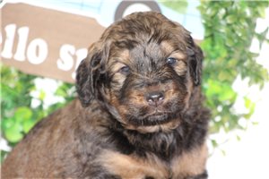 Corky - Bernedoodle for sale