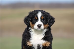 Tessa - Bernese Mountain Dog for sale
