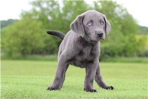 Julia - puppy for sale