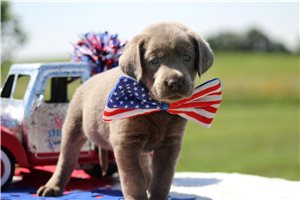 Stuart - puppy for sale